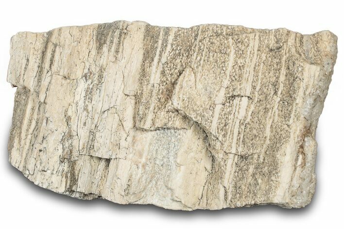 Petrified Wood Section with Sparkling Quartz - Arizona #305394